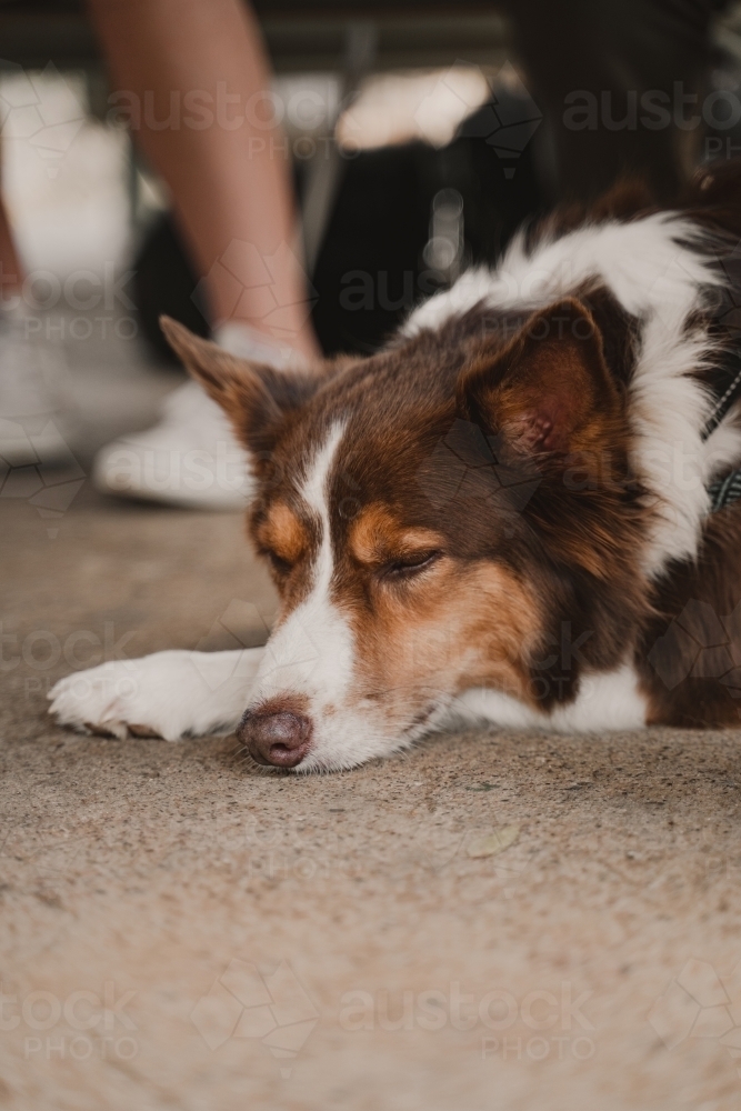 Brown and white border collie laying on concrete resting. - Australian Stock Image