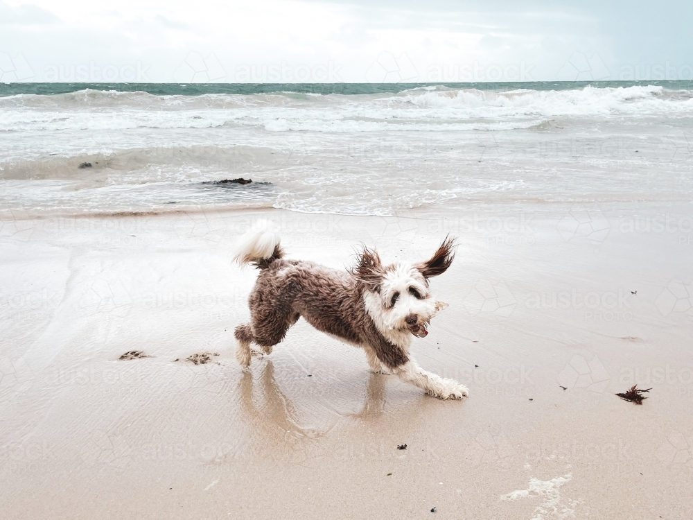 Brown and white Bordoodle dog playfully running on empty beach - Australian Stock Image