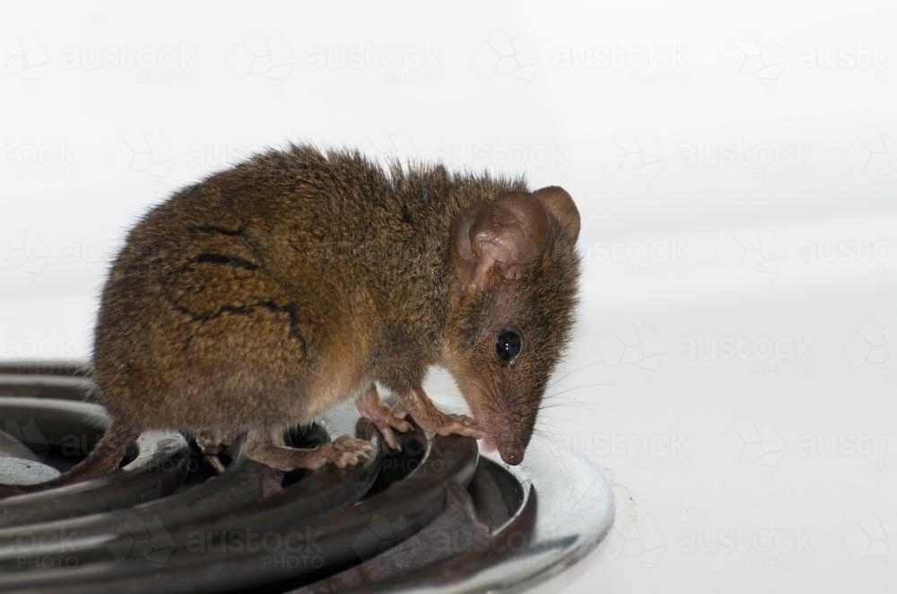 Brown antechinus on cooking plate on stove with white background - Australian Stock Image