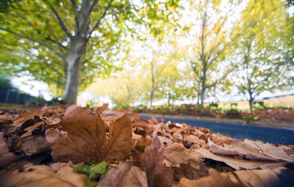 Brown autumn leaves from a low angle - Australian Stock Image