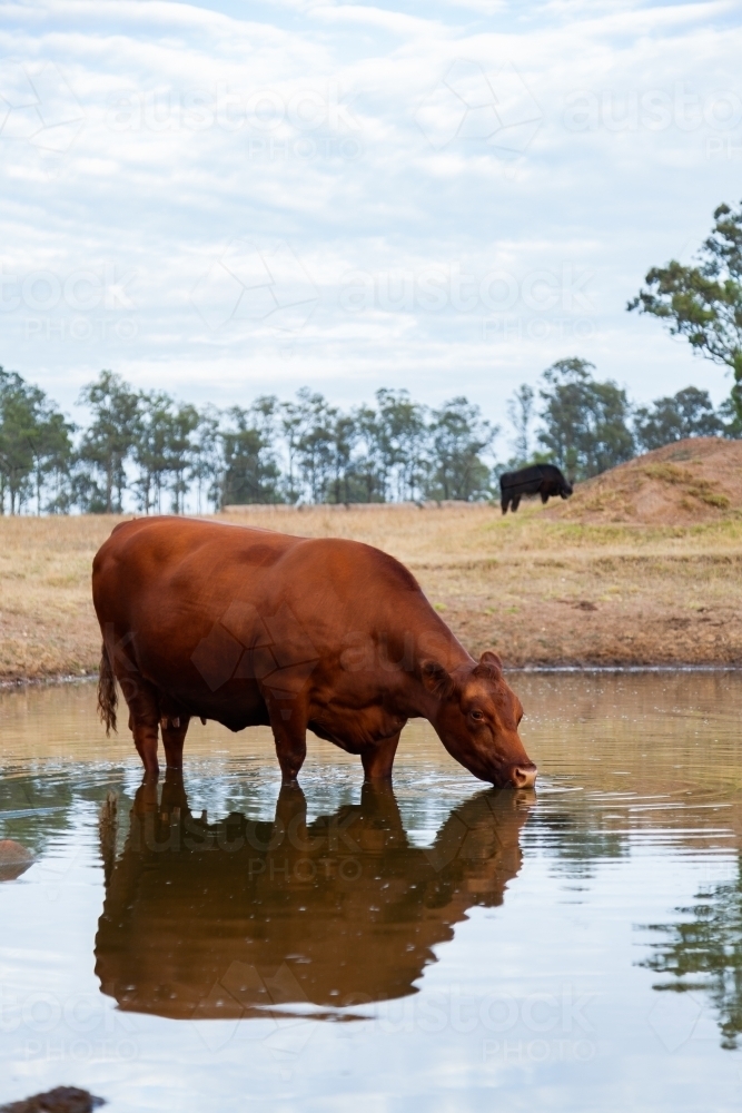 Brown cow drinking from farm dam - Australian Stock Image