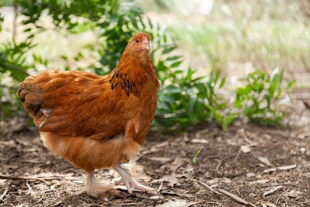 Brown cross breed backyard chook - Australian Stock Image