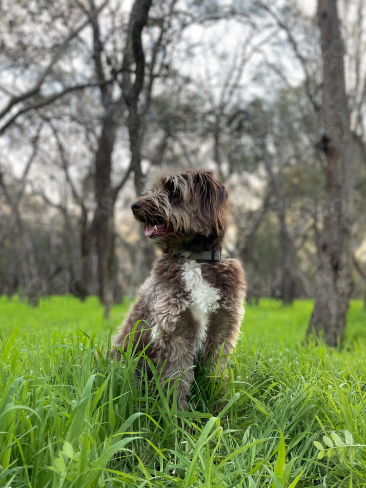 Brown Cross breed doodle dog sitting in green grass with trees in background - Australian Stock Image