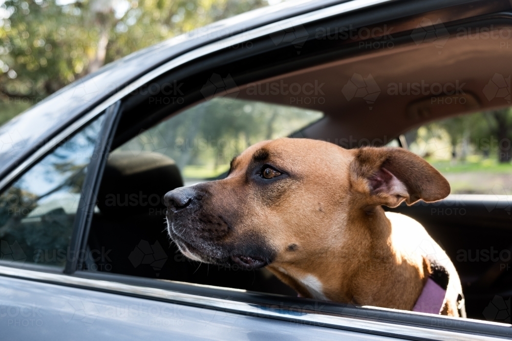 Brown Dog looking out Car Window - Australian Stock Image