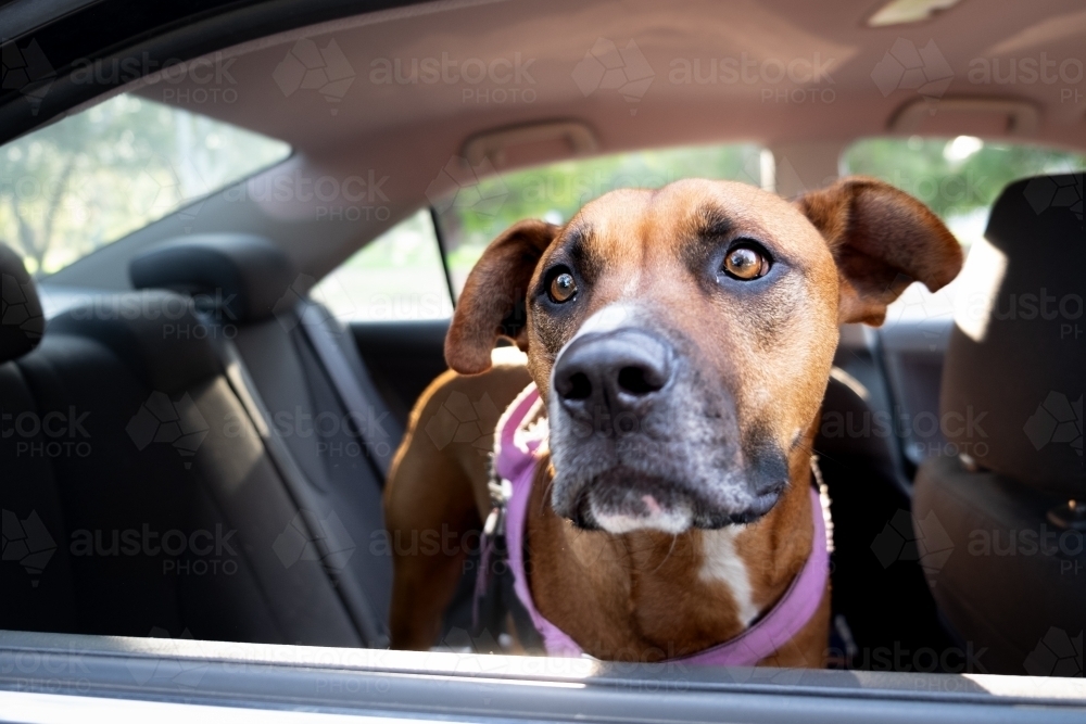 Brown Dog looking out Car Window - Australian Stock Image