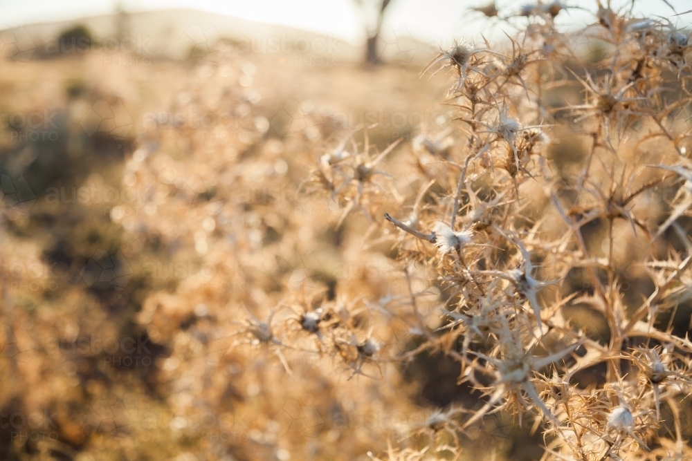 Brown dry thistle weed on farm - Australian Stock Image