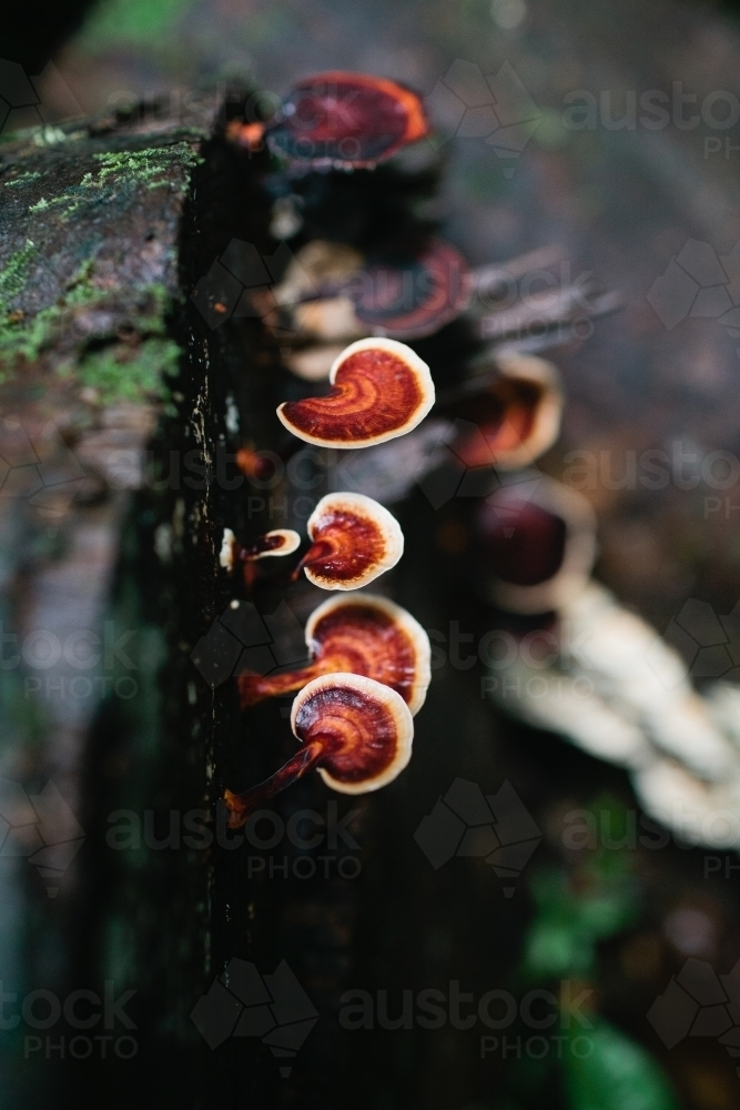 Brown fungi growing on a tree log - Australian Stock Image