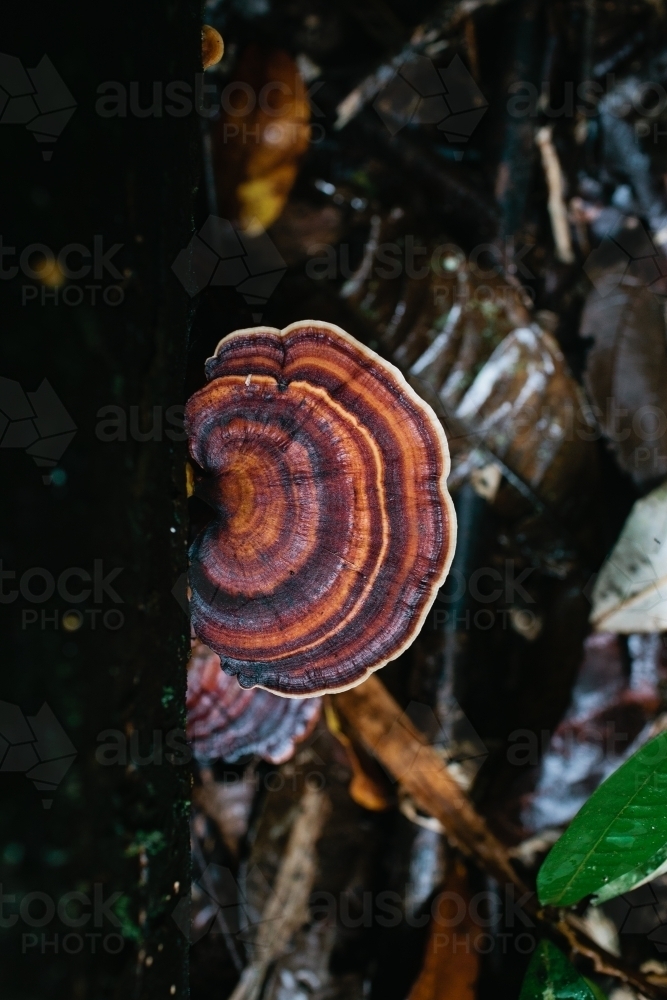 Brown fungus growing in the rainforest - Australian Stock Image