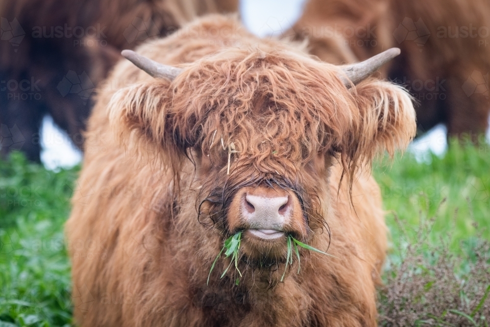 Brown highland cow chewing on grass looking at camera - Australian Stock Image