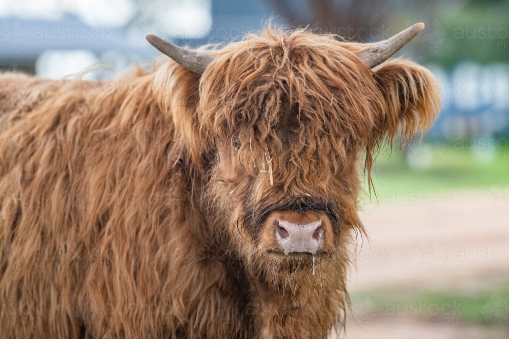 Brown highland cow looking at camera - Australian Stock Image