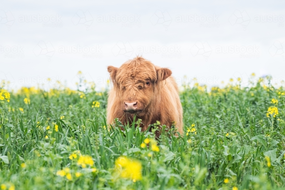 Brown highland cow standing in pasture with yellow flowers looking at camera - Australian Stock Image