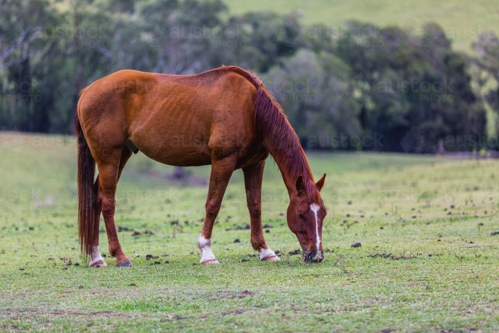 Brown horse in green paddock - Australian Stock Image