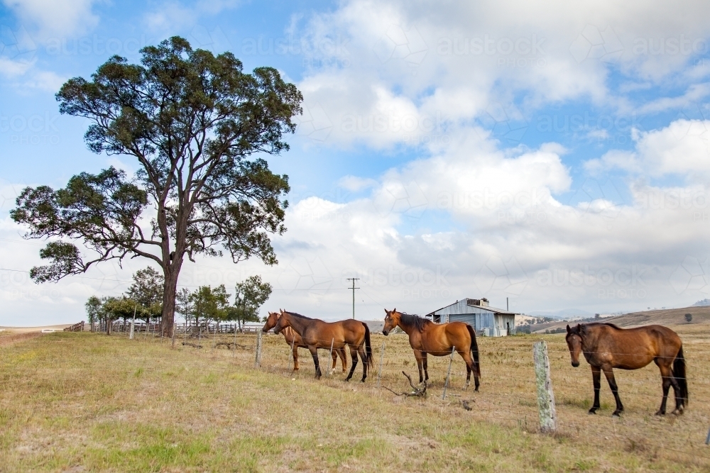 Brown horses standing in a dry paddock - Australian Stock Image