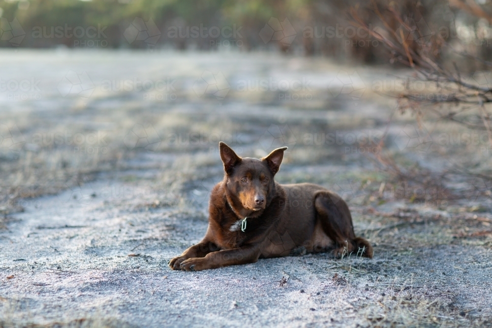 brown kelpie dog outdoors lying on the dirt - Australian Stock Image