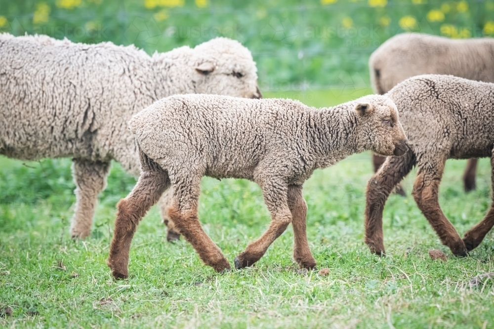 Brown lamb walking amongst flock of  sheep in a pasture - Australian Stock Image