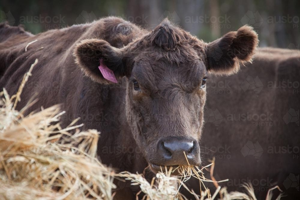 Brown Murray Grey cow eating hay - Australian Stock Image