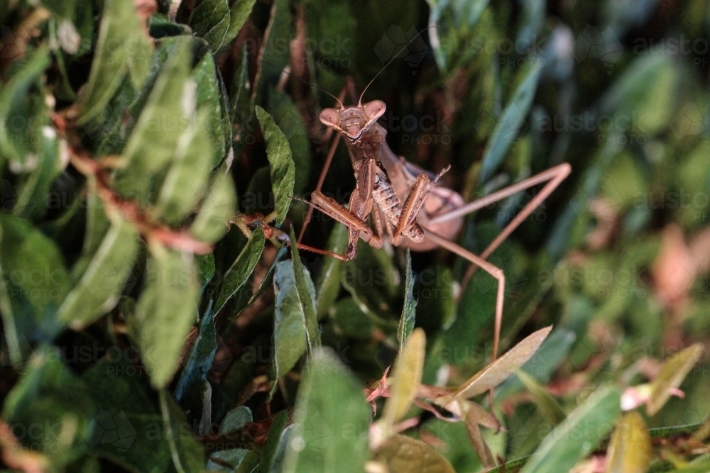 Brown Praying Mantis Looking at Viewer - Australian Stock Image