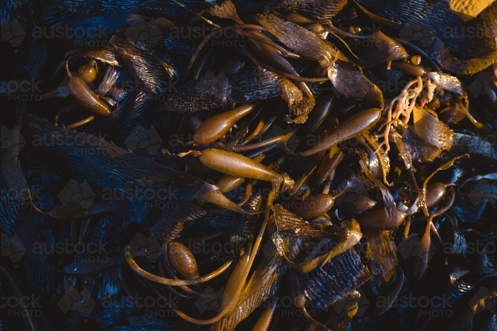 Brown Seaweed on beach - Australian Stock Image