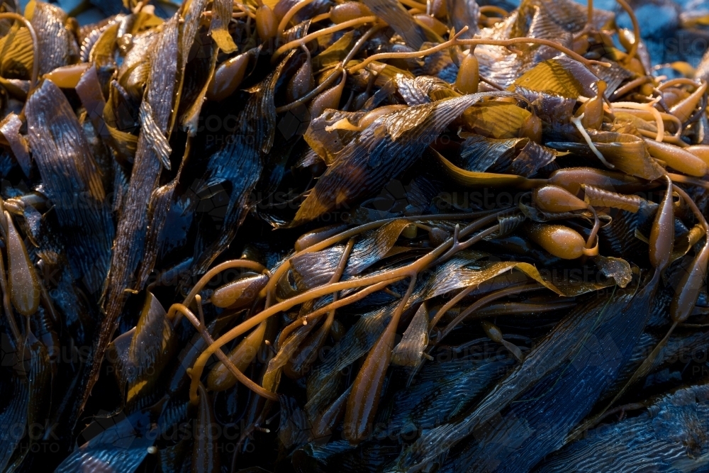 Brown Seaweed washed up on beach - Australian Stock Image