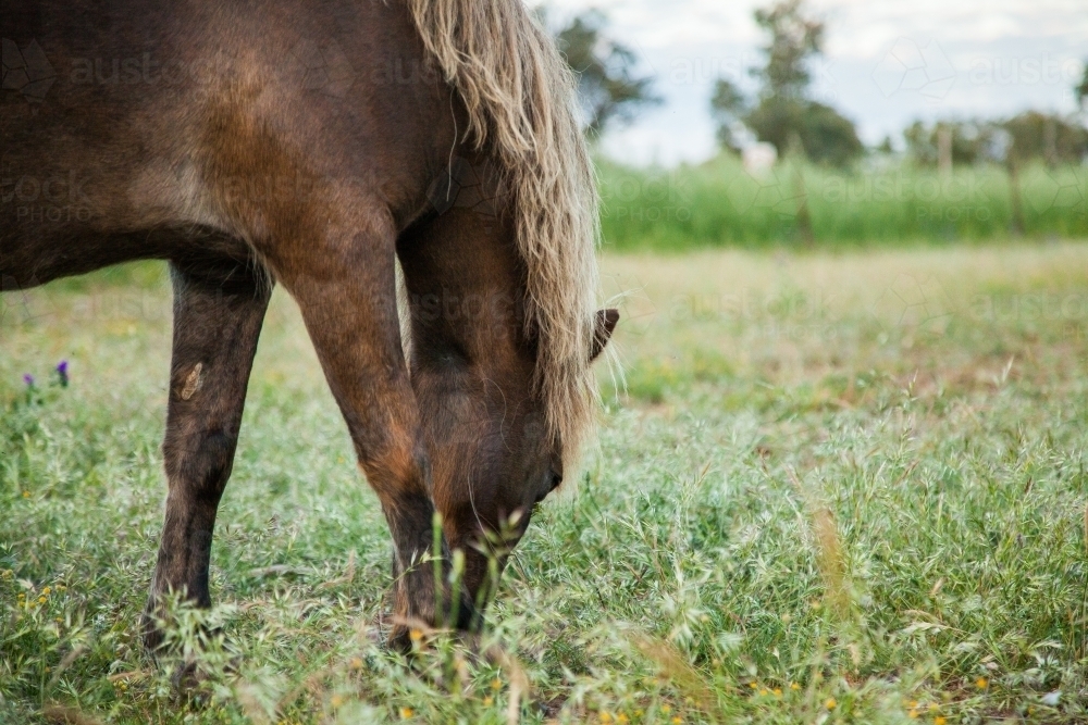 Brown Shetland pony eating grass in a farm paddock - Australian Stock Image