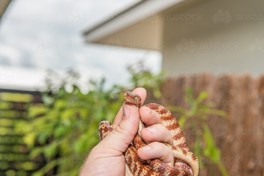 image-of-brown-tree-snake-austockphoto