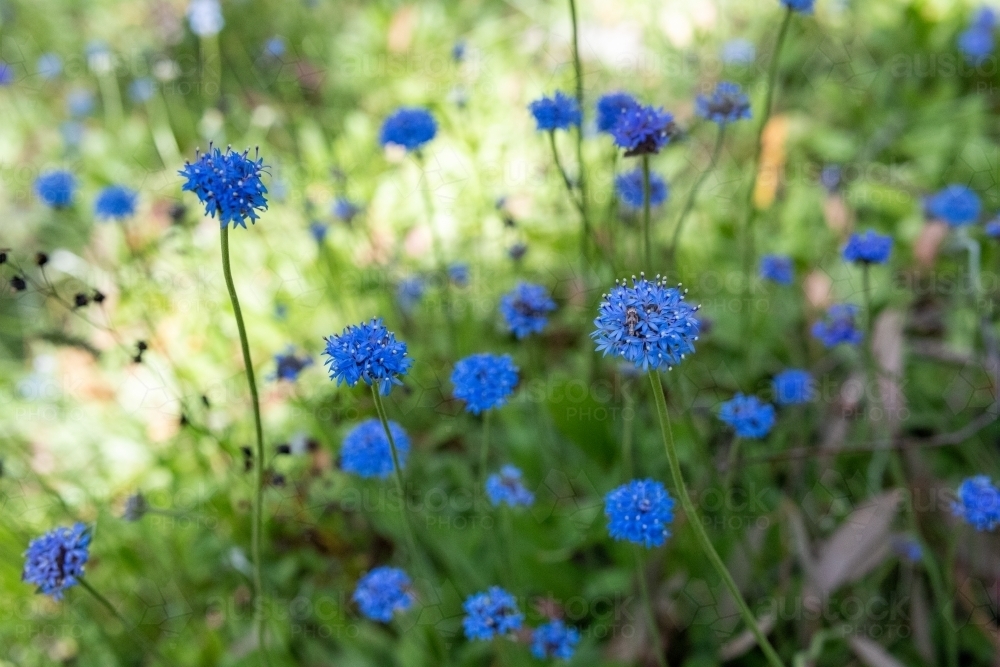 Brunonia australis flowers - Australian Stock Image