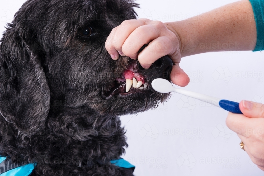 Image of Brushing a dog's teeth with a toothbrush - Austockphoto