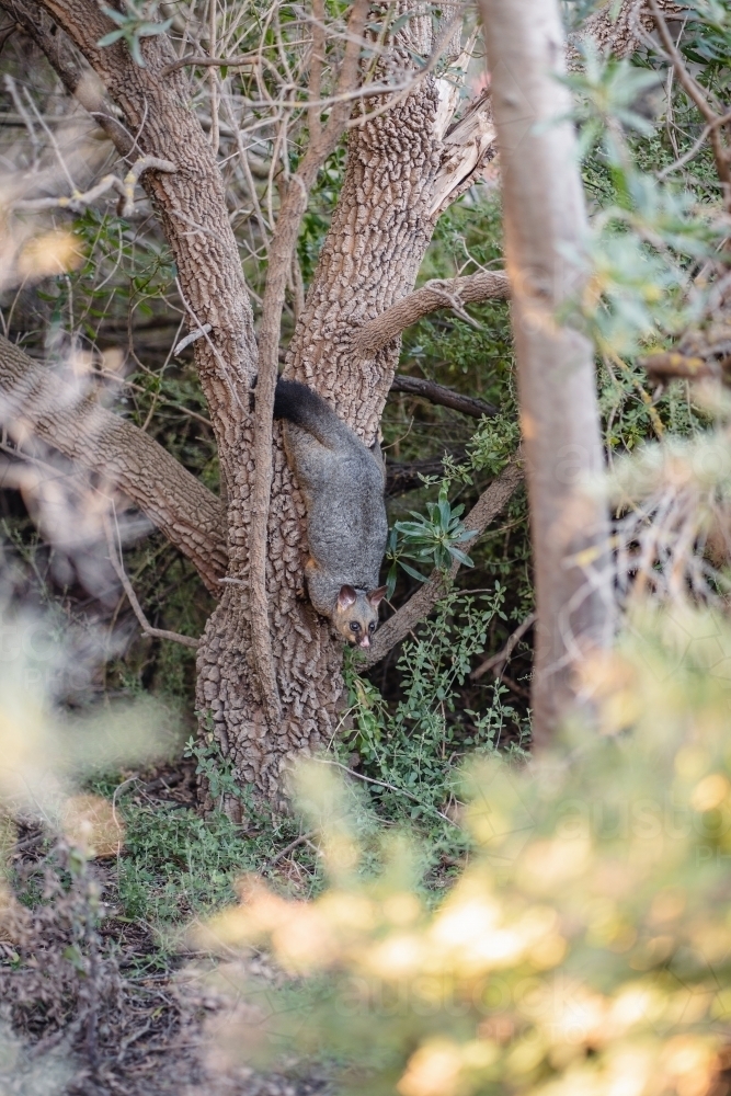 Brushtail Possum - Australian Stock Image