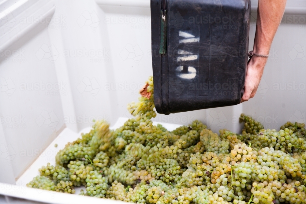 Bucket of grapes being tipped into 1/2 ton grape bins - Australian Stock Image