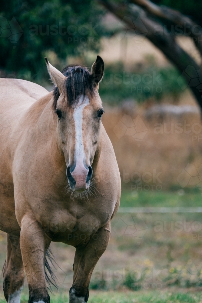 Buckskin horse in the paddock. - Australian Stock Image