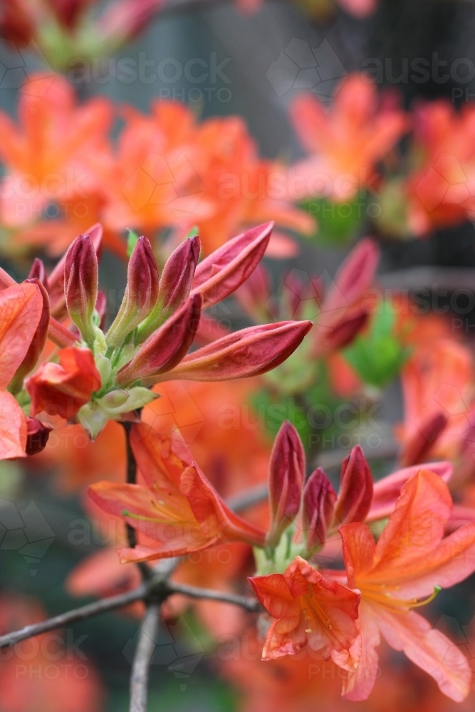 Buds and flowers on the mollis azalea plant - Australian Stock Image