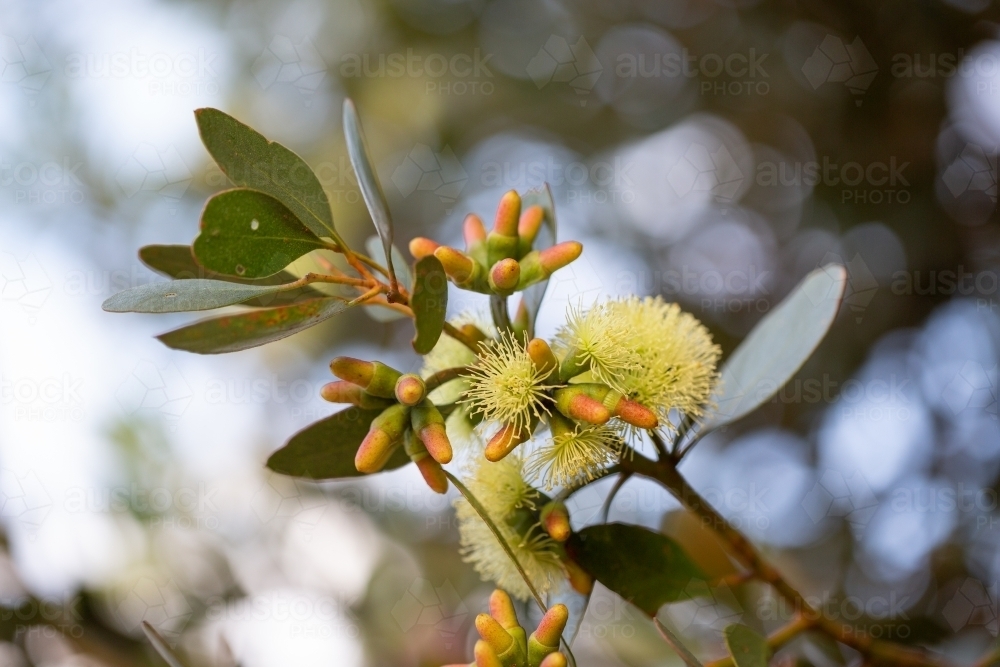 Buds and yellow flowers of eucalyptus tree - Australian Stock Image