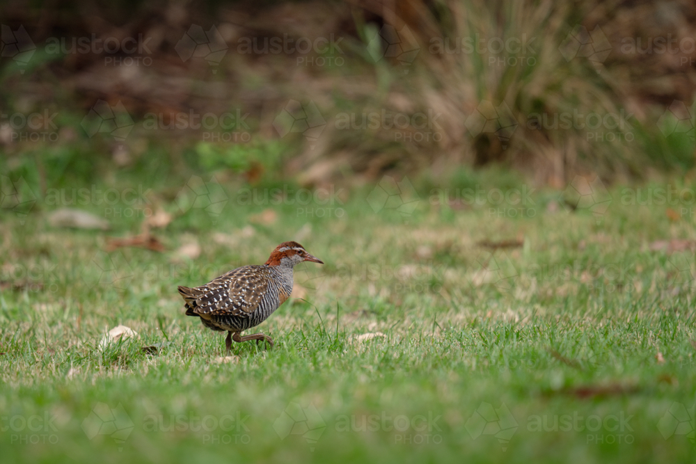 Buff-banded rail foraging on the grassy field. - Australian Stock Image