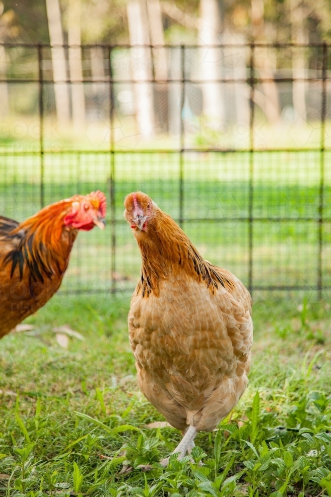 Buff Sussex hen and rooster free range on green grass - Australian Stock Image