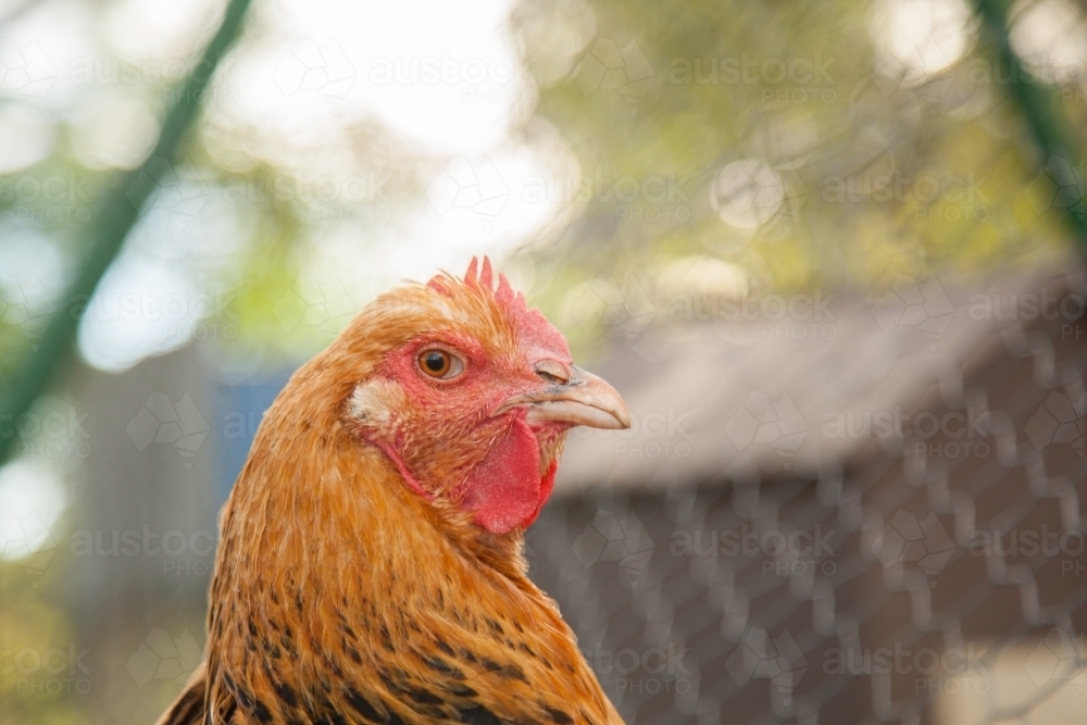 Buff Sussex hen free range in the chook yard - Australian Stock Image