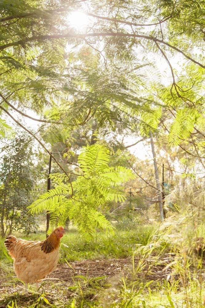 Buff Sussex hen free range in the chook yard - Australian Stock Image