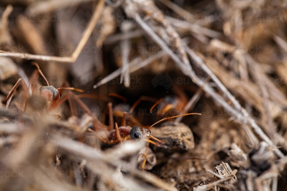 Bull ant standing guard outside ant nest - Australian Stock Image