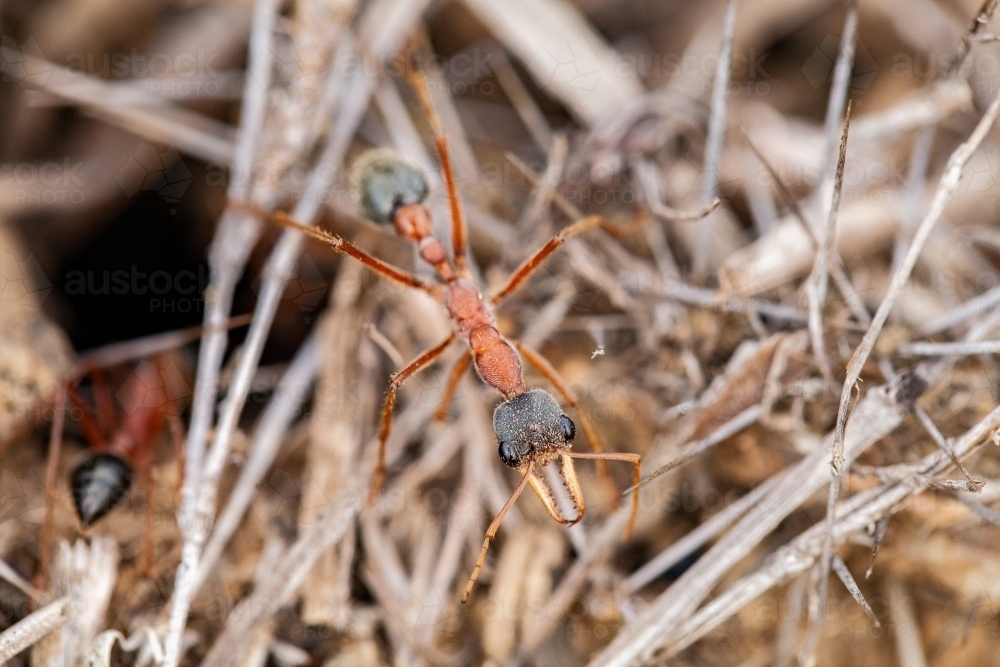 Image of Bull ant standing guard outside ant nest - Austockphoto