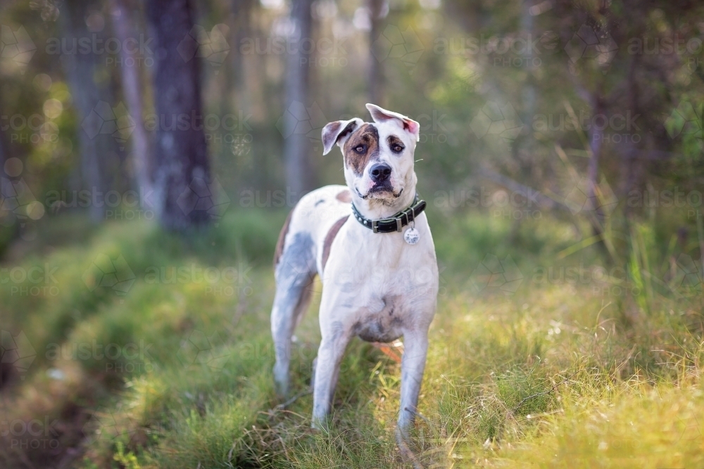 Bull arab outdoors early morning light in bushland. - Australian Stock Image