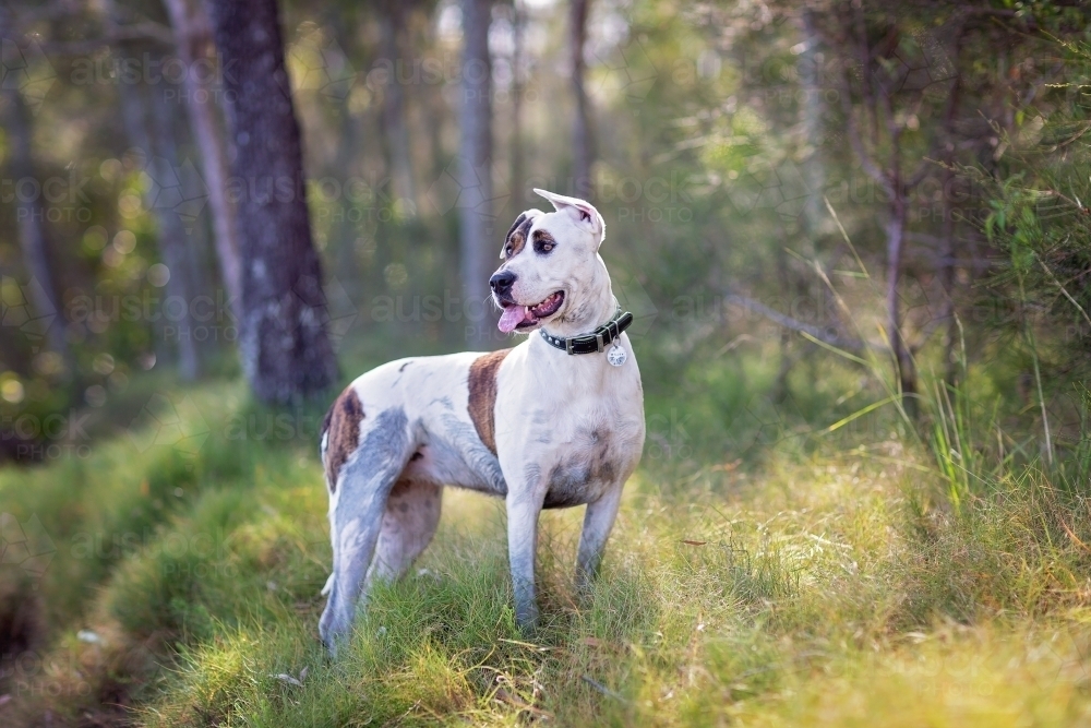 Bull arab outdoors in early morning light in bushland. - Australian Stock Image