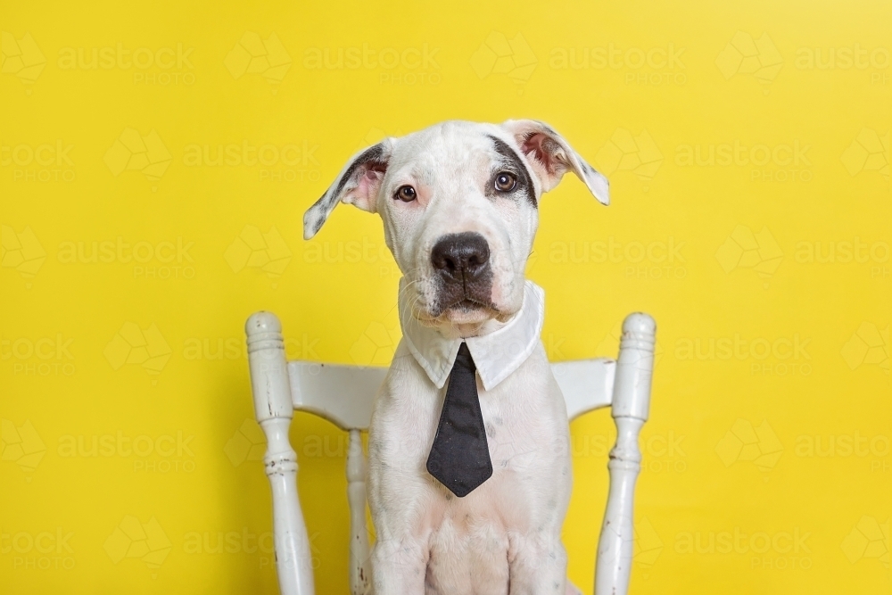 Bull Arab puppy wearing a tie on a yellow background - Australian Stock Image