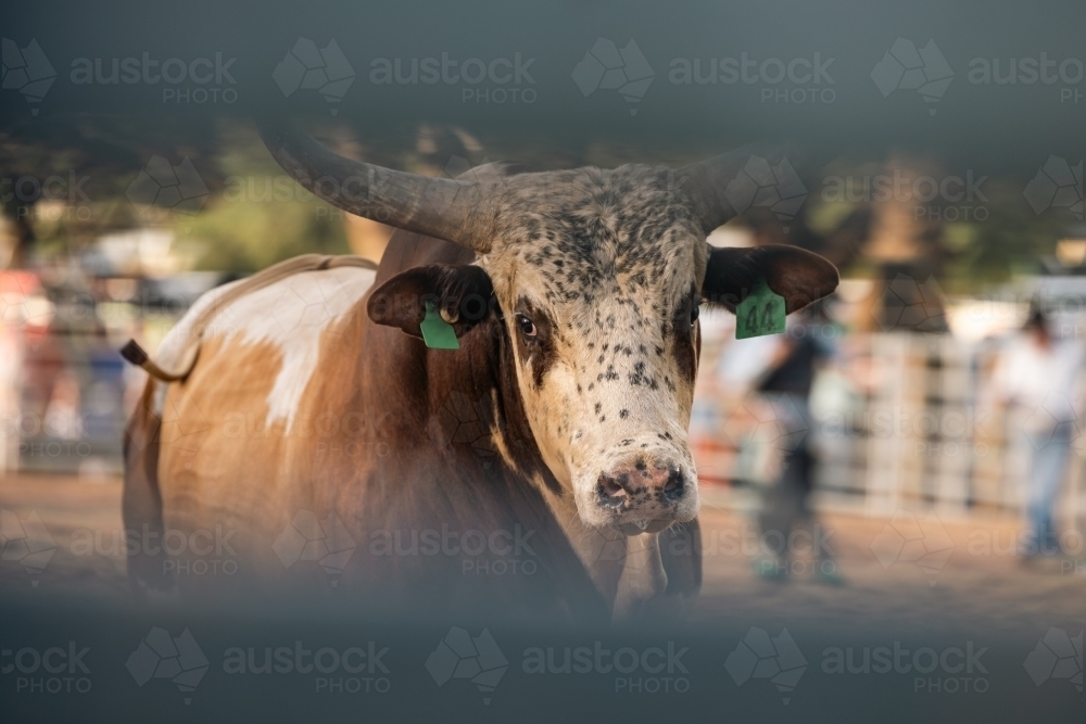 Bull looking through barrier fence at rodeo - Australian Stock Image