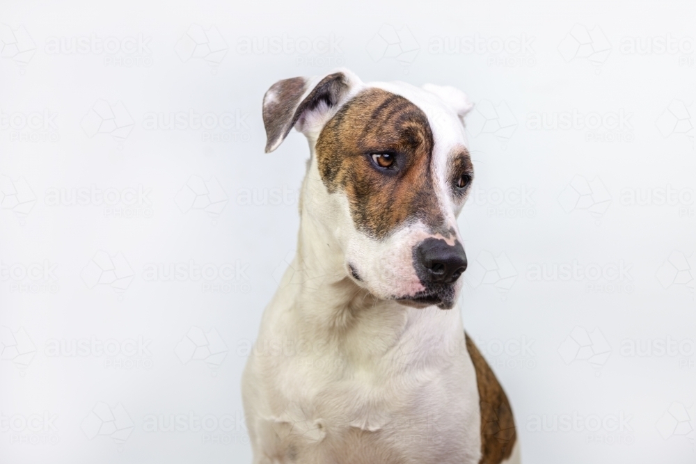 Bullarab on white studio background solo - Australian Stock Image