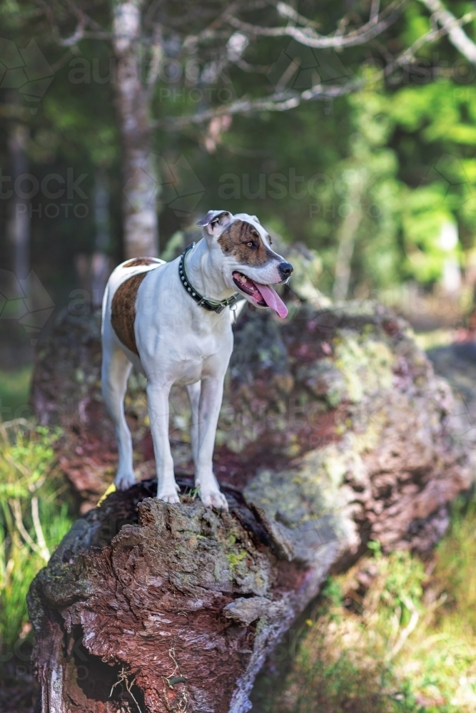 Bullarab standing on fallen tree in paddock - Australian Stock Image