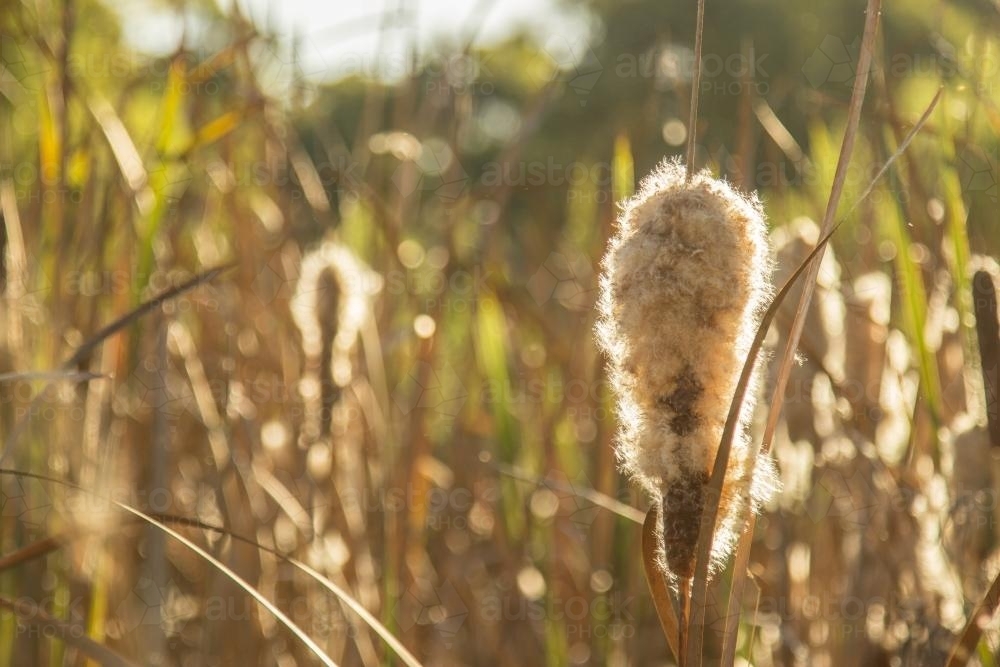 Bulrush seed head in the afternoon light - Australian Stock Image