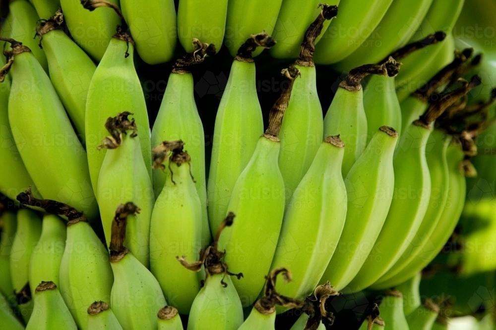 Bunch of bananas growing on a tree - Australian Stock Image