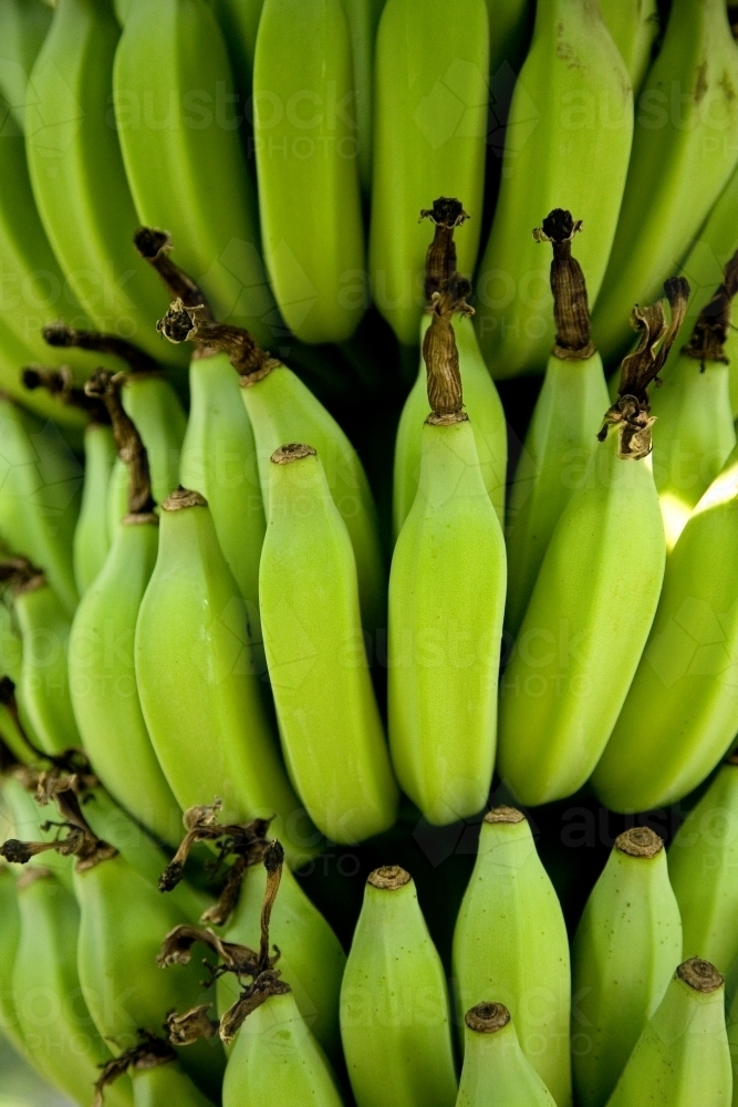 Bunch of bananas growing on a tree - Australian Stock Image