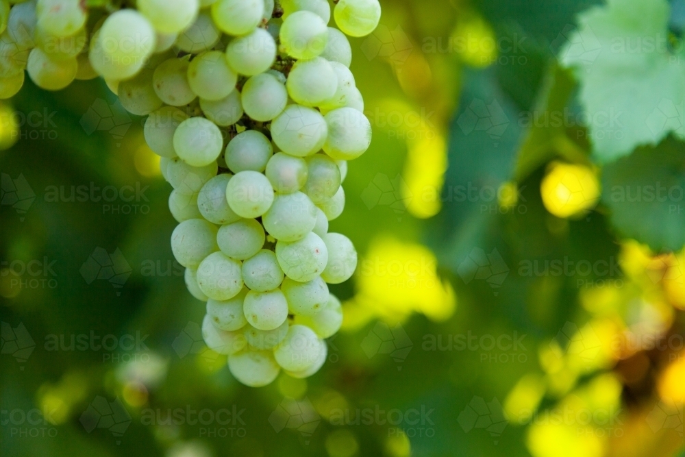 Bunch of green grapes in vineyard - Australian Stock Image