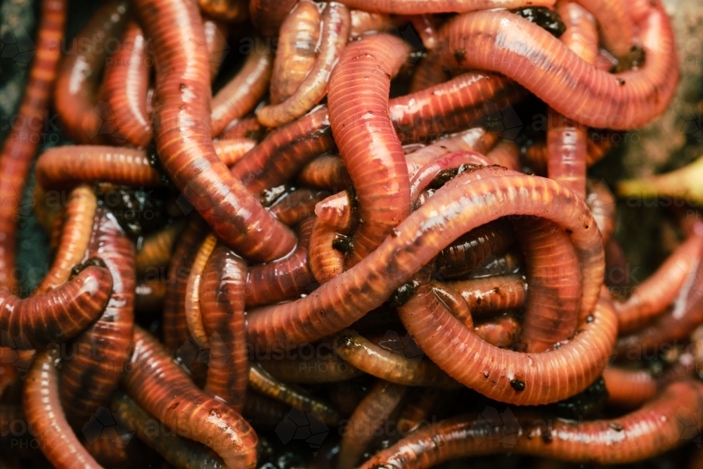 Bunch of Worms - Australian Stock Image