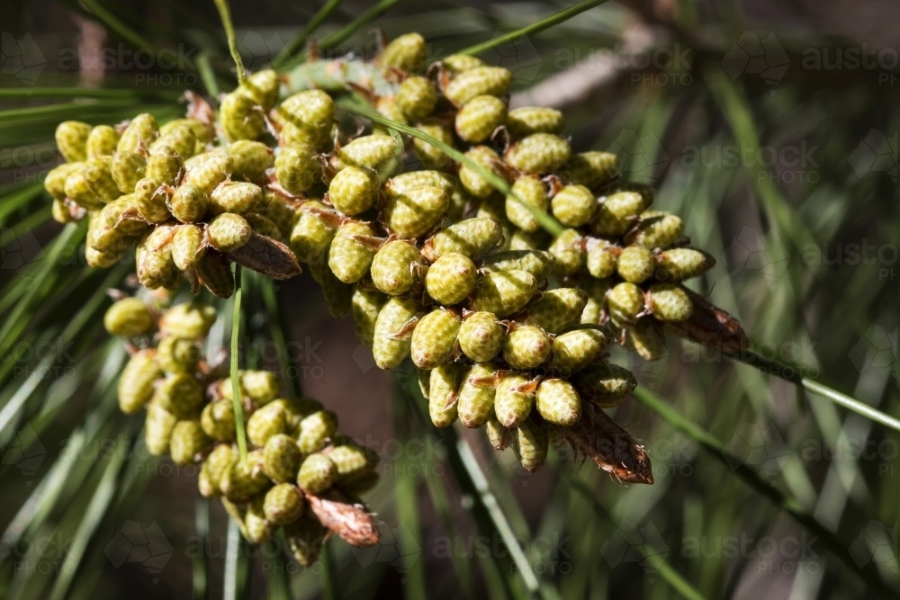 Bunches of immature pine cones - Australian Stock Image